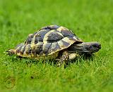 Hermans Tortoise 9W027D-069